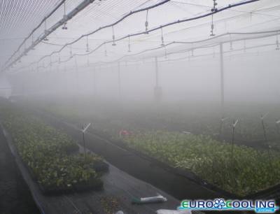 Nebulization for greenhouses