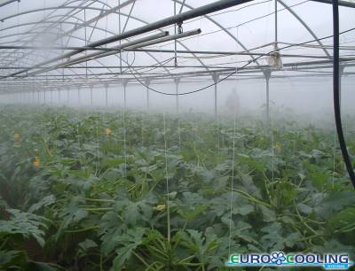 Nebulization for greenhouses